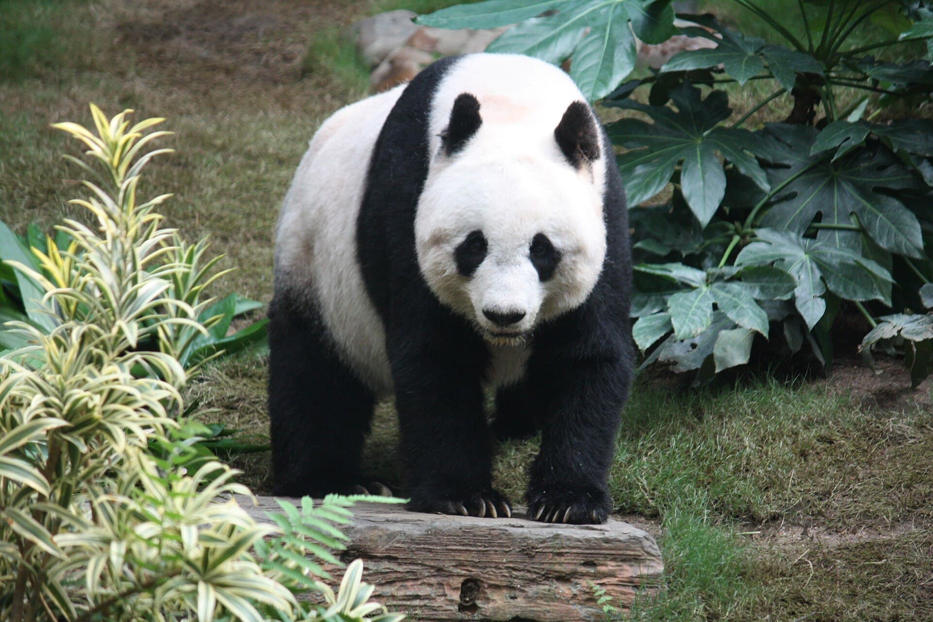 Panda géant mangeant du bambou, symbole national de la Chine.