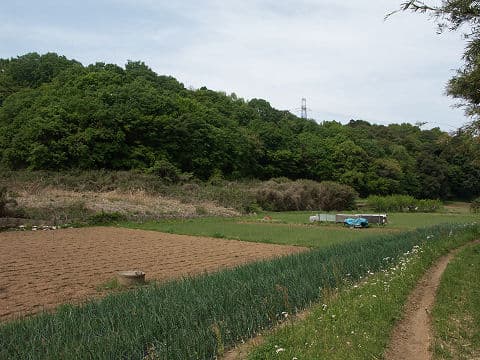 Paysage de satoyama japonais avec rizières et collines boisées au fil des saisons.
