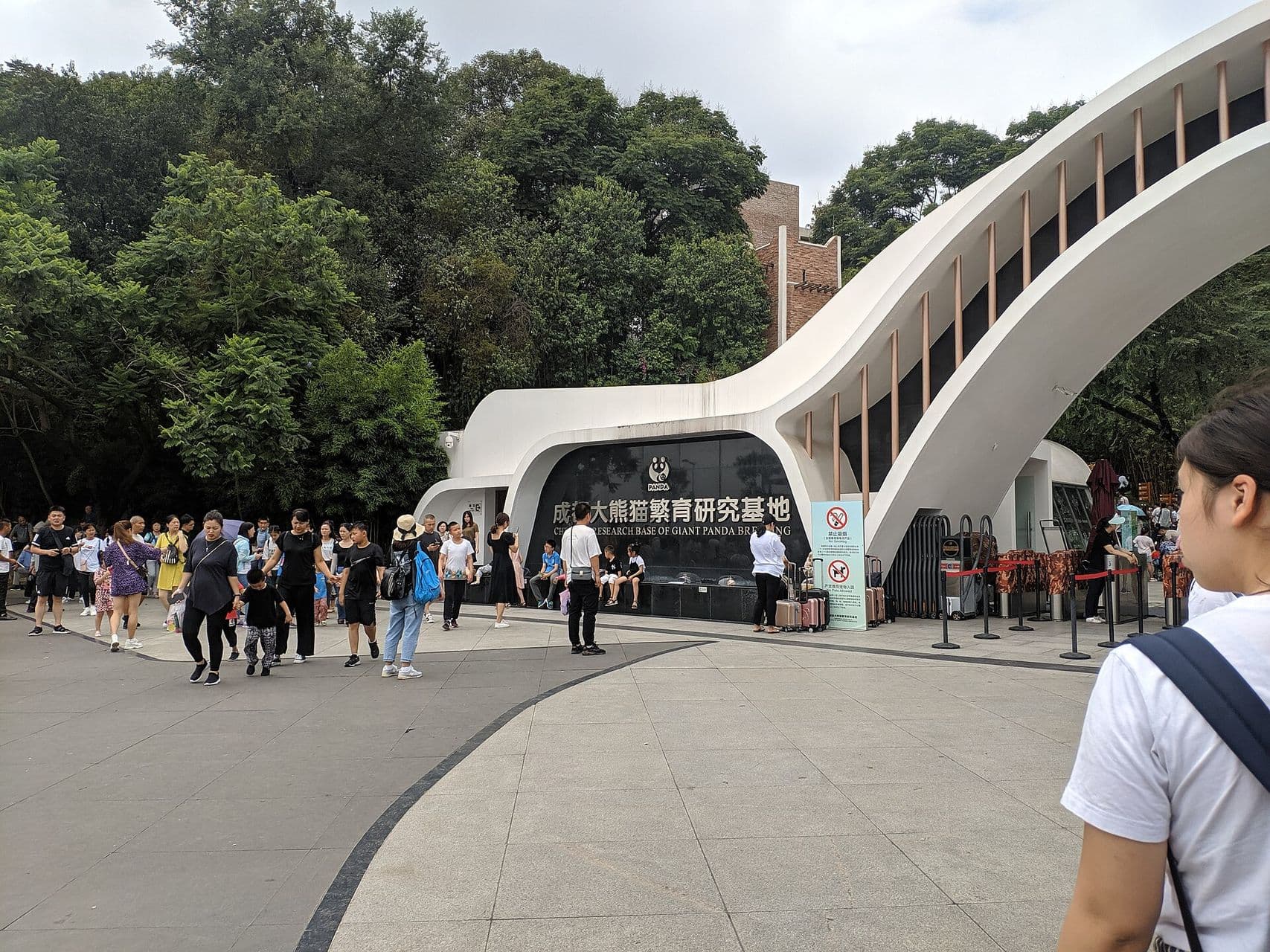 Panda géant à la base de recherche de Chengdu.