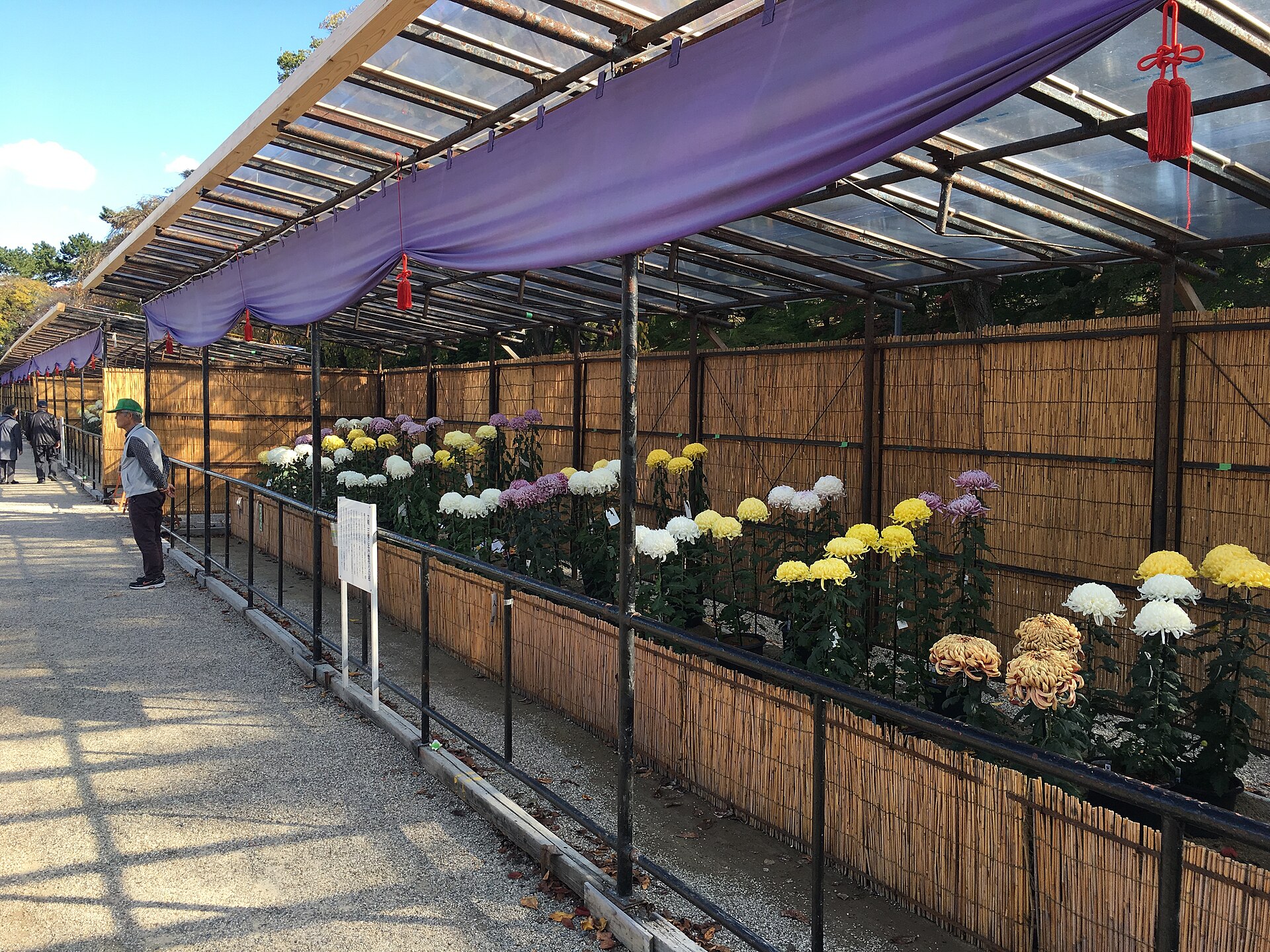 Rows of multicolored chrysanthemums at an autumn flower exhibition, the emblematic motif of the Chongyang Festival