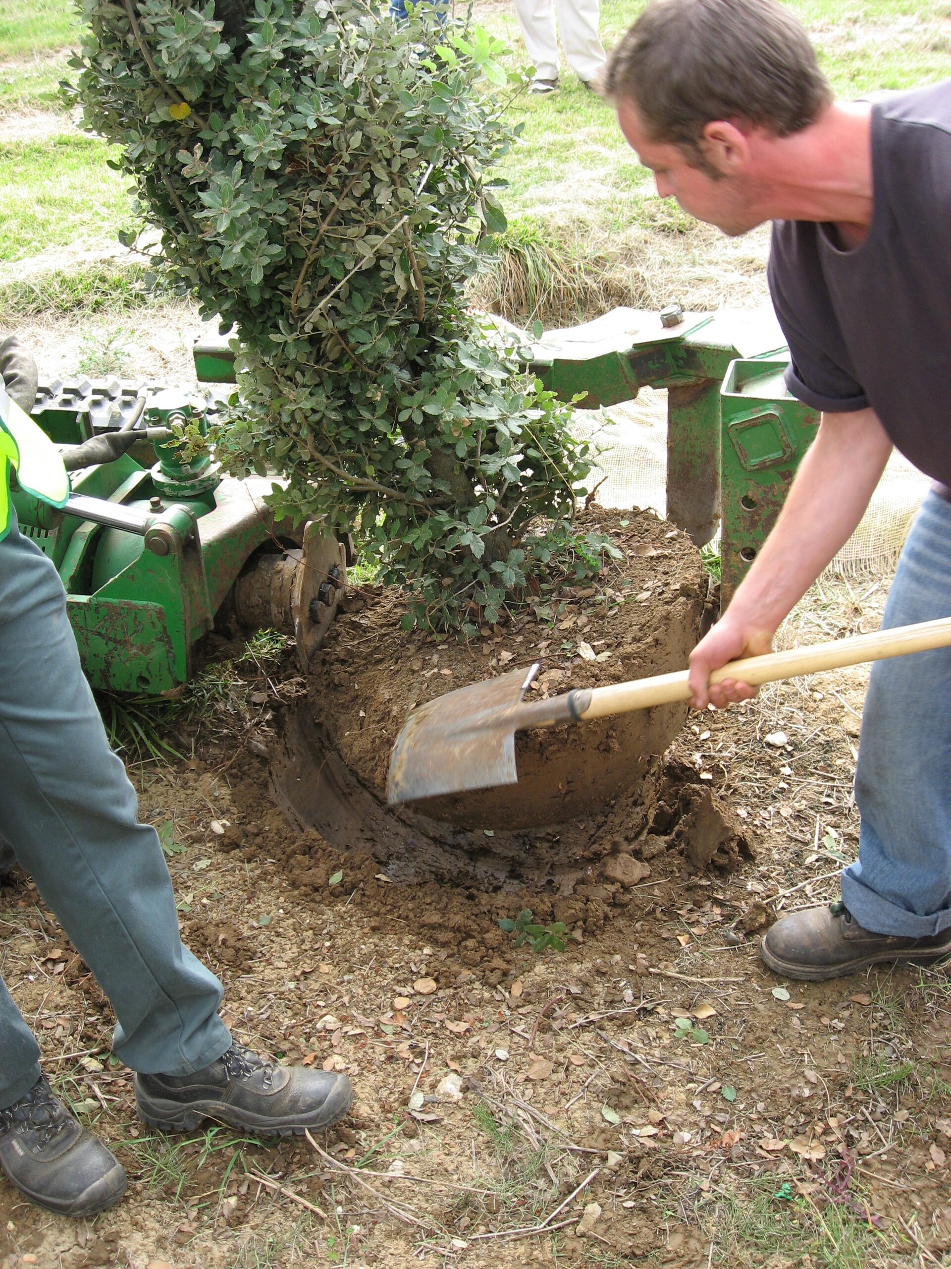 A gardener digs out the root ball of a mature tree with a spade before transplanting it, the horticultural gesture that gave nemawashi its name