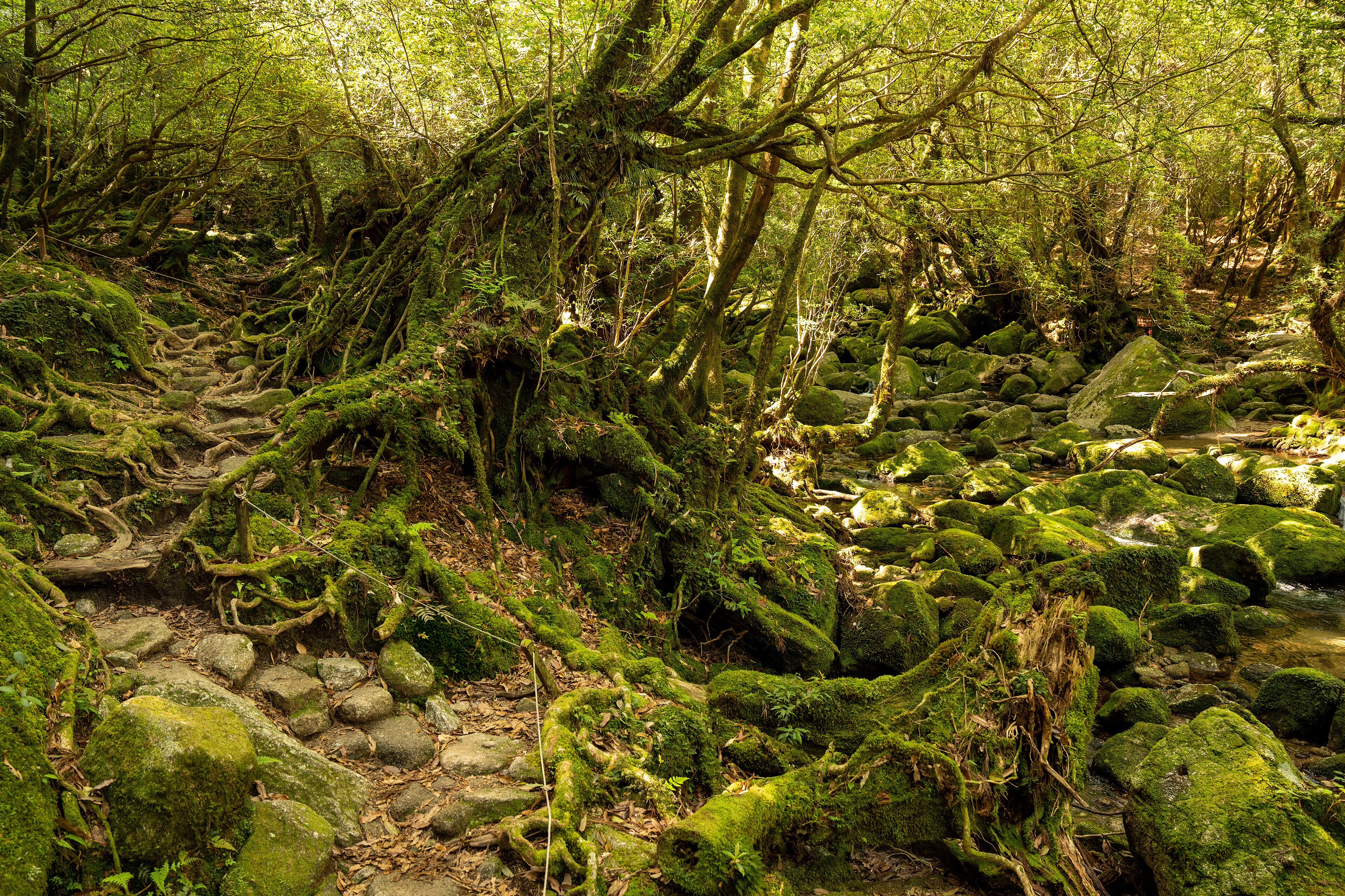 A moss-covered trail in the forest of Yakushima bathed in light, the kind of damp, living woodland that feeds Ghibli's forest imagery.