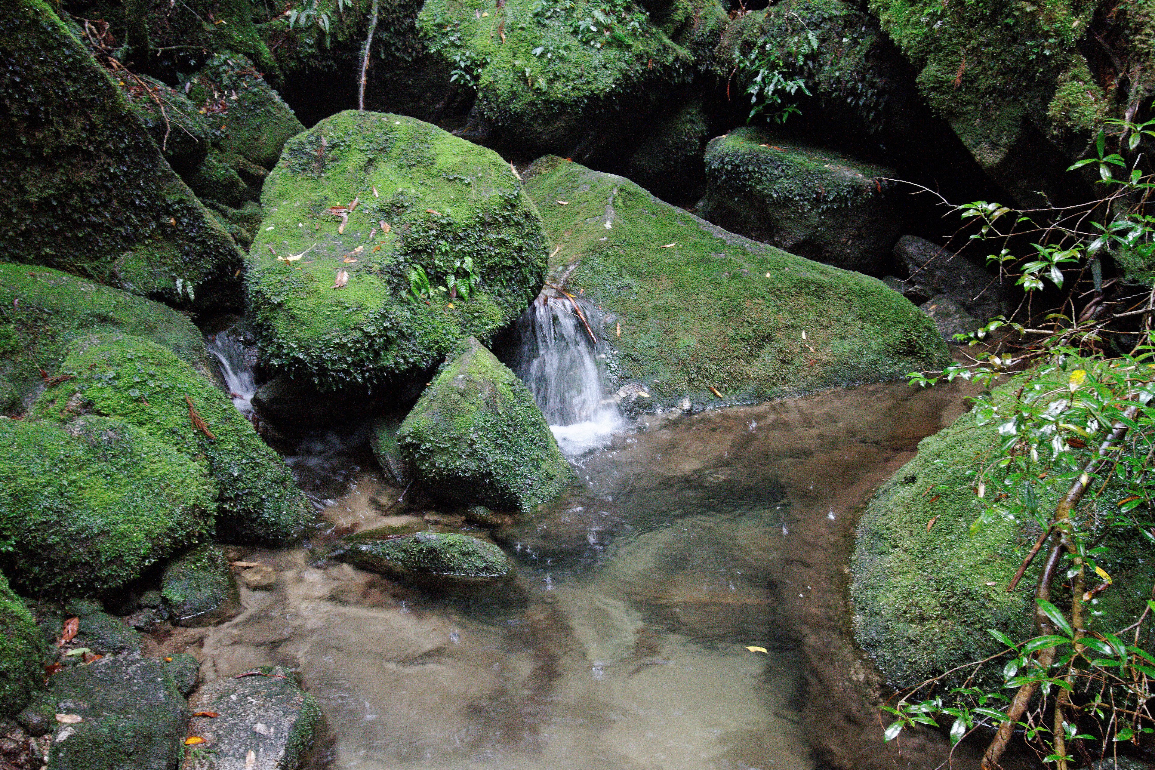 The mossy, mist-laden old-growth forest of Shiratani Unsuikyo on Yakushima island, the landscape that directly inspired the forest of Princess Mononoke.