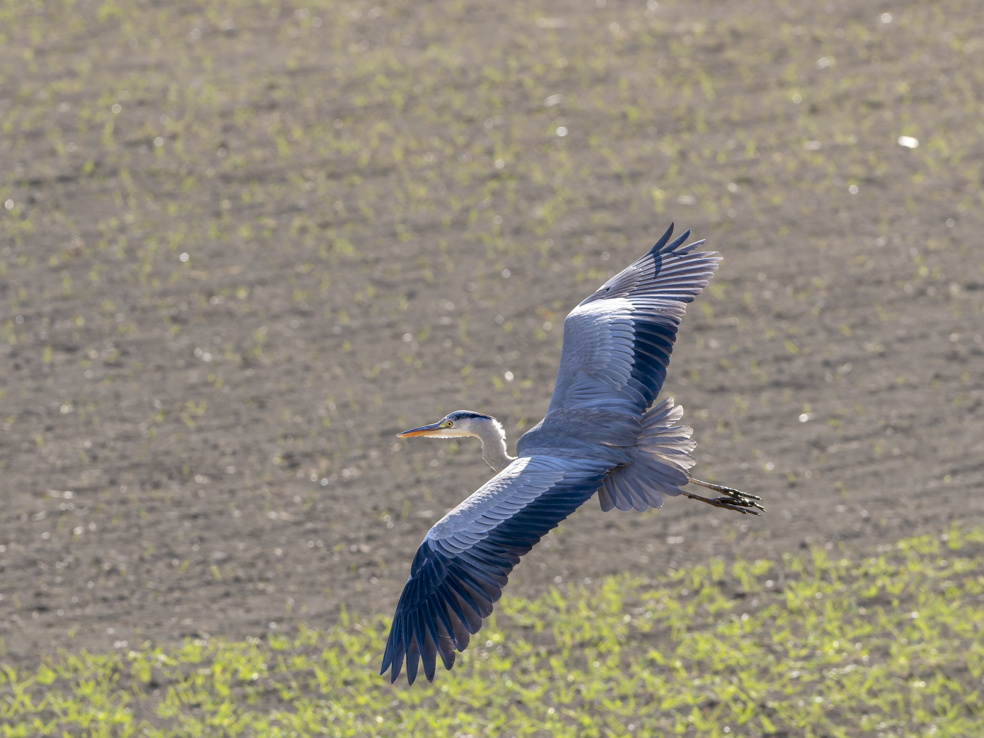 A grey heron in flight over water in Gunma Prefecture, Japan, echoing The Boy and the Heron, Miyazaki's final film.